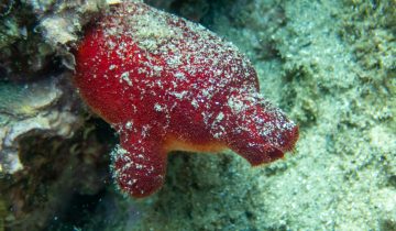 Halocynthia_papillosa