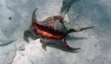 Harpago_arthriticus