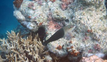 Hemigymnus_melapterus
