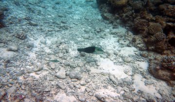 Hemigymnus_melapterus