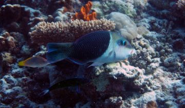 Hemigymnus_melapterus