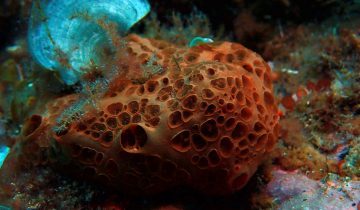 Hemimycale_columella