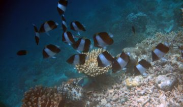 Hemitaurichthys_zoster
