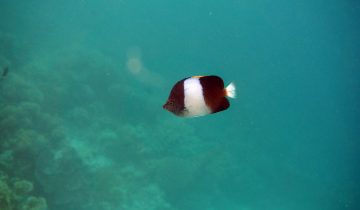 Hemitaurichthys_zoster