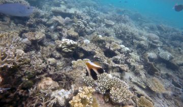 Heniochus_pleurotaenia
