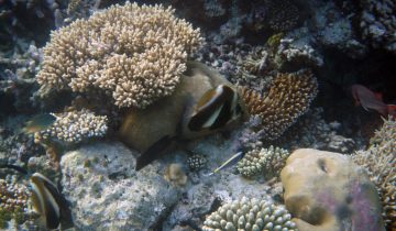Heniochus_pleurotaenia