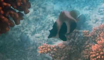 Heniochus_pleurotaenia