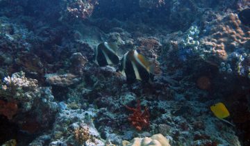 Heniochus_pleurotaenia