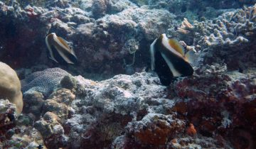 Heniochus_pleurotaenia