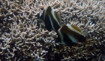 Heniochus_pleurotaenia