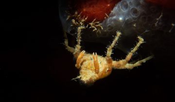 Herbstia_condyliata