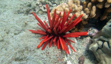Heterocentrotus_mamillatus
