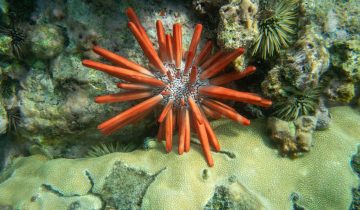 Heterocentrotus_mamillatus