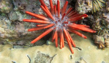 Heterocentrotus_mamillatus
