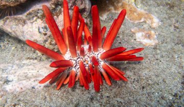 Heterocentrotus_mamillatus