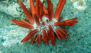 Heterocentrotus_mamillatus