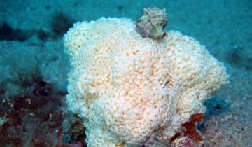 Hexaplex_trunculus