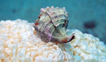 Hexaplex_trunculus