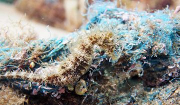 Hippocampus_guttulatus