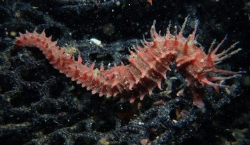 Hippocampus_guttulatus