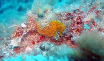 Hippocampus_guttulatus