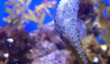 Hippocampus_hippocampus