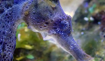 Hippocampus_hippocampus