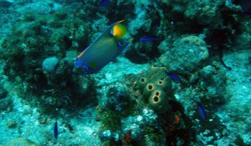 Holacanthus_ciliaris