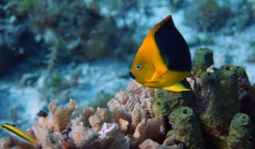 Holacanthus_tricolor