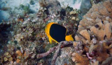 Holacanthus_tricolor