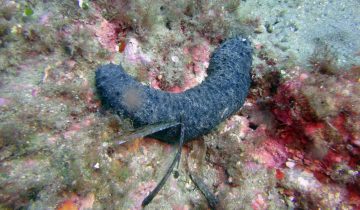 Holothuria_forskali