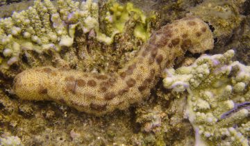 Holothuria_impatiens