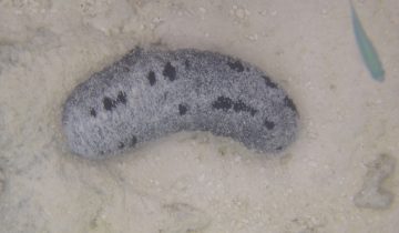 Holothuria_nobilis