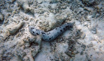 Holothuria_nobilis