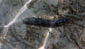 Holothuria_nobilis