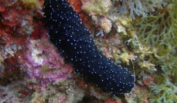 Holothuria_poli
