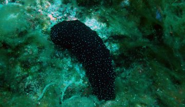 Holothuria_poli