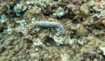 Holothuria_poli