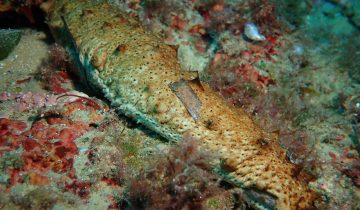 Holothuria_sanctori