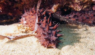 Holothuria_tubulosa