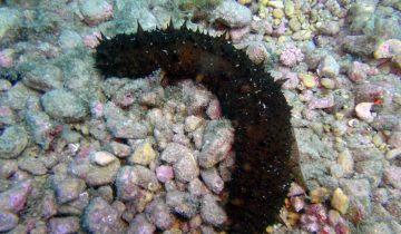 Holothuria_tubulosa