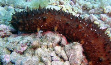 Holothuria_tubulosa