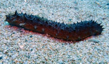 Holothuria_tubulosa