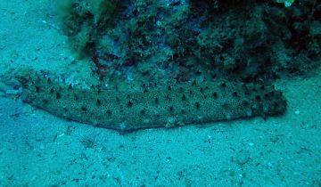 Holothuria_tubulosa