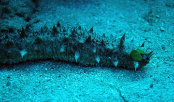 Holothuria_tubulosa