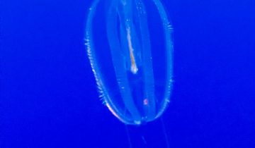 Hormiphora_californensis