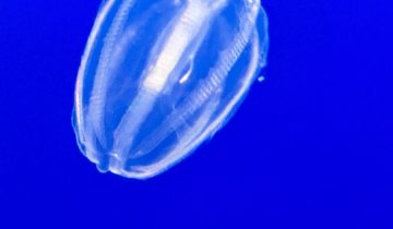 Hormiphora_californensis