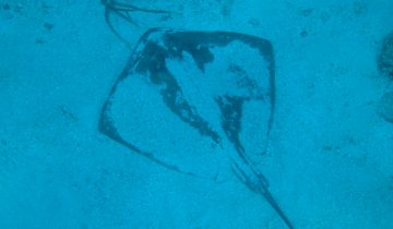 Hypanus_americanus