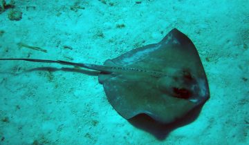 Hypanus_americanus
