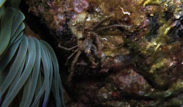 Inachus_phalangium